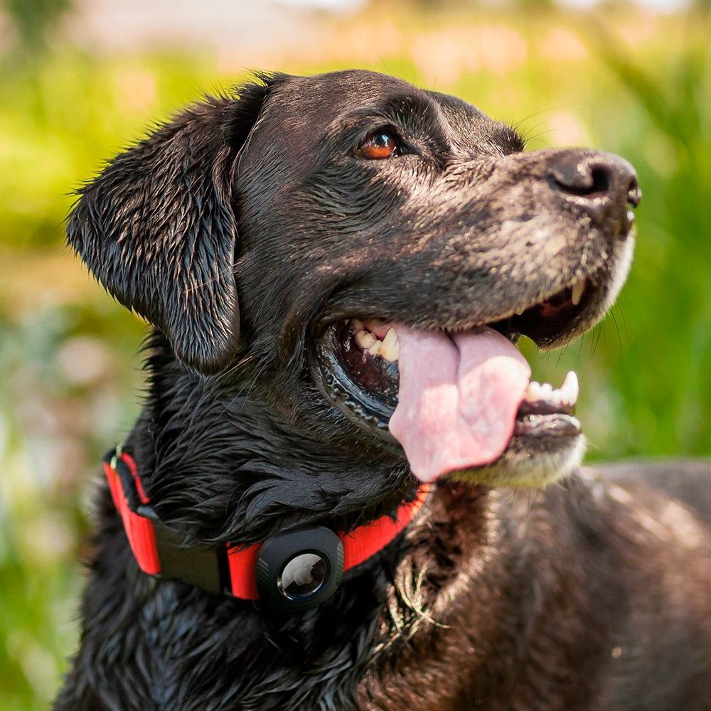 Spigen Pet Collar, black - AirTag (6)